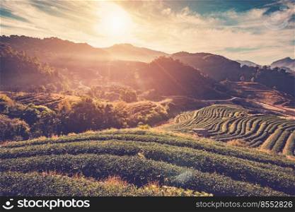 tea field and sunrise vintage in morning