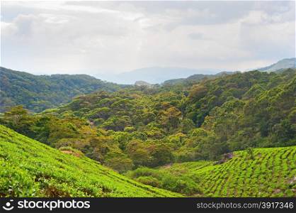 Tea fields in the mountains area. Rain forest, Sri Lanka