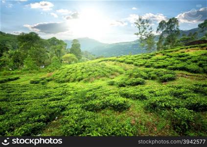 Tea fields of Nuwara Eliya in mountains