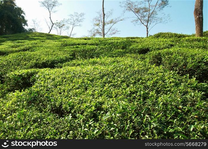 Tea green field in the Darjeeling highlands, India