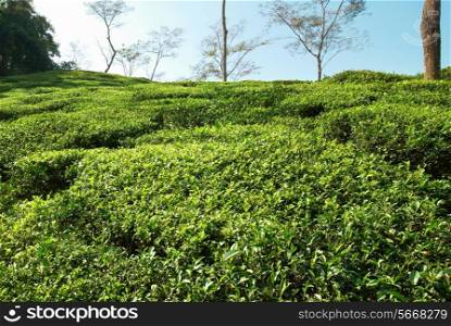 Tea green field in the Darjeeling highlands, India