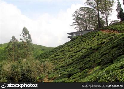 Tea house on the hill near plantation, Cameron Highlands, Malaysia