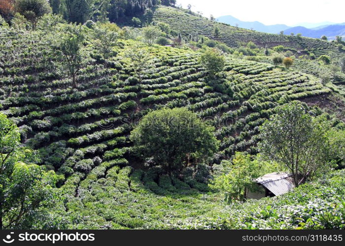 Tea lantation on the slope of mount in Yunnan, China