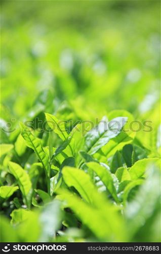 Tea-leaf
