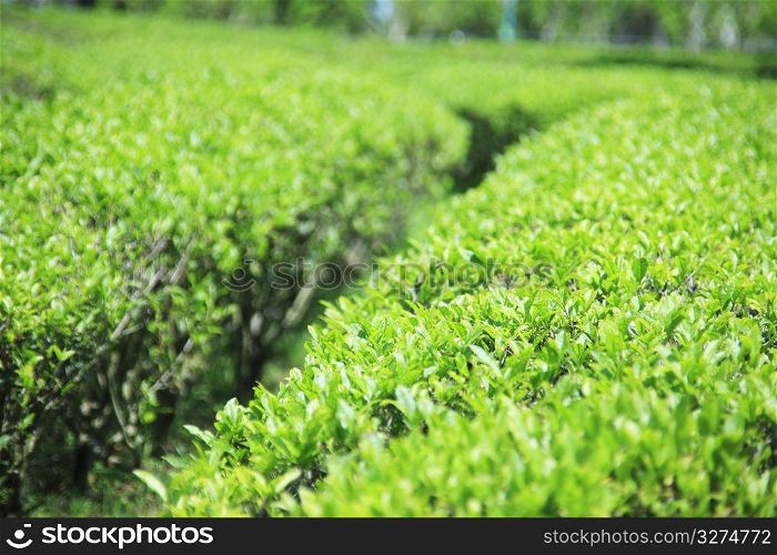 Tea-leaf