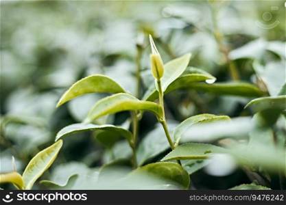 Tea leaf in the tea plantation for creating nature background shows the brightness and freshness of the abundant gardens.
. Tea leaf in the tea plantation for creating nature background 