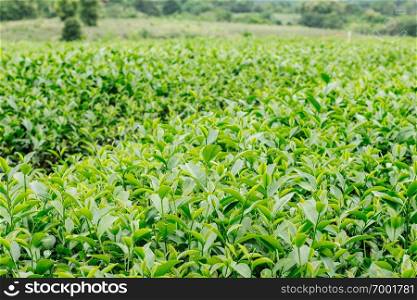 tea leaves grow on the farm.