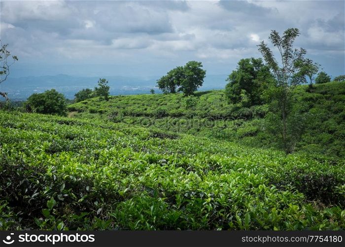 Tea leaves growing in a tea plantation, West Java
