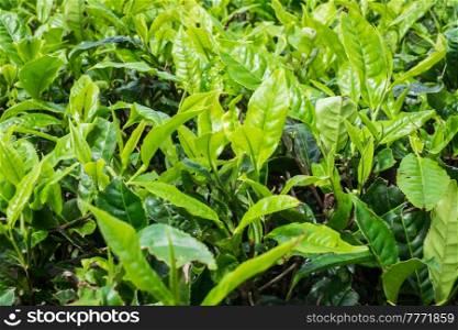Tea leaves growing in a tea plantation, West Java