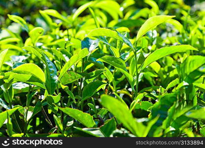 Tea leaves on plantation, India