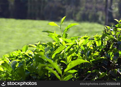 Tea leaves on plantation, India