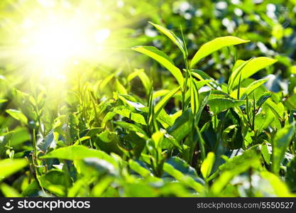 Tea leaves on plantation, India