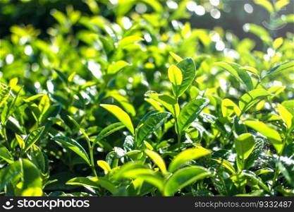 Tea Plant at chiang rai Thailand
