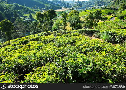 Tea plantation