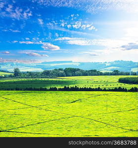 Tea plantation