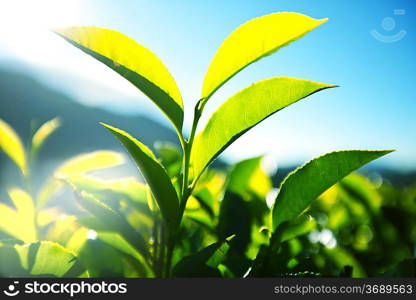 Tea plantation