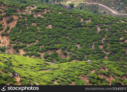 Tea plantation