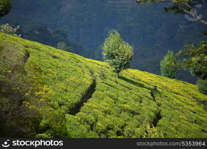 Tea plantation