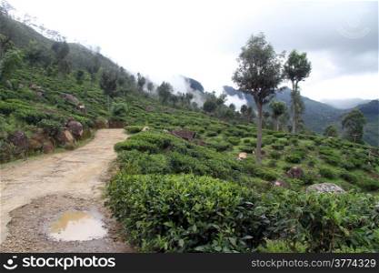 Tea plantation and dirt road fter rain near Haputale, Sri Lanka