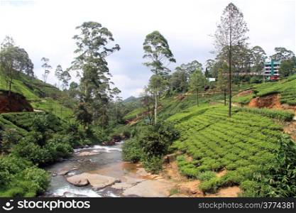 Tea plantation and factory near Nuwara Eliya, Sri Lanka