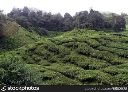 Tea plantation and forest in Cameron Highlands, Malaysia