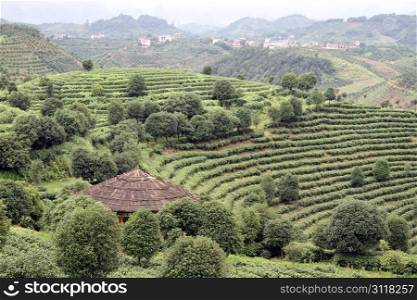 Tea plantation and orchards near Yanshuo, China