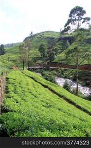 Tea plantation and river near Nuwara Eliya, Sri Lanka