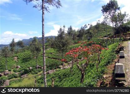 Tea plantation and road near Haputale, Sri Lanka