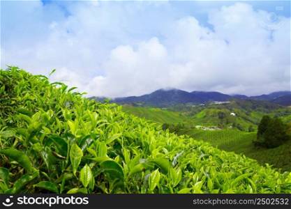 Tea plantation at Cameron Highlands, Malaysia