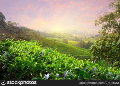 Tea plantation at Cameron Highlands, Malaysia