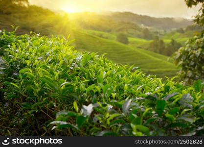 Tea plantation at Cameron Highlands, Malaysia