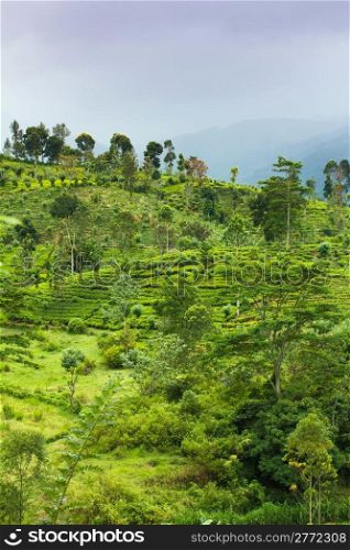 Tea plantation at Ceylon