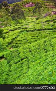 Tea plantation at Ceylon