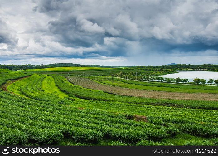 Tea plantation at Singha Park, Chiang Rai, Thailand