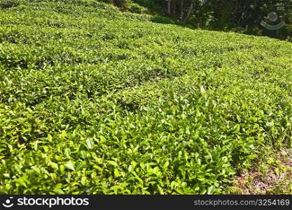 Tea plantation in a field, Xidi, Anhui Province, China