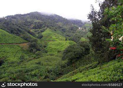 Tea plantation in Camerom Highlans in Malaysia