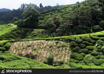 Tea plantation in Cameron Highlands, Malaysia