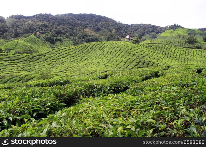 Tea plantation in Cameron Highlands, Malaysia