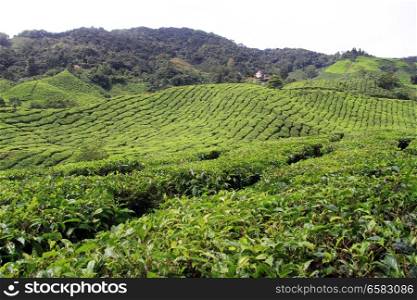 Tea plantation in Cameron Highlands, Malaysia