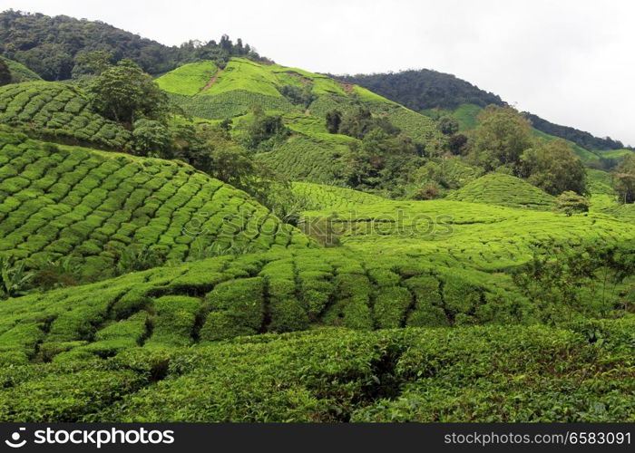 Tea plantation in Cameron Highlands, Malaysia