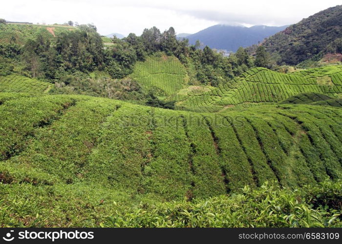 Tea plantation in Cameron Highlands, Malaysia