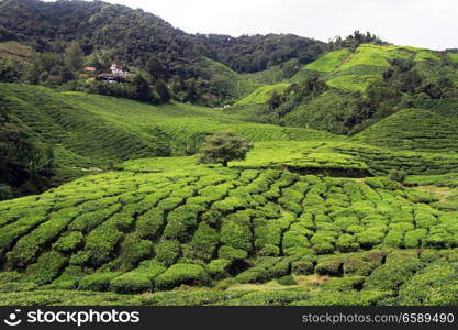 Tea plantation in Cameron Highlands, Malaysia