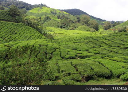 Tea plantation in Cameron Highlands, Malaysia