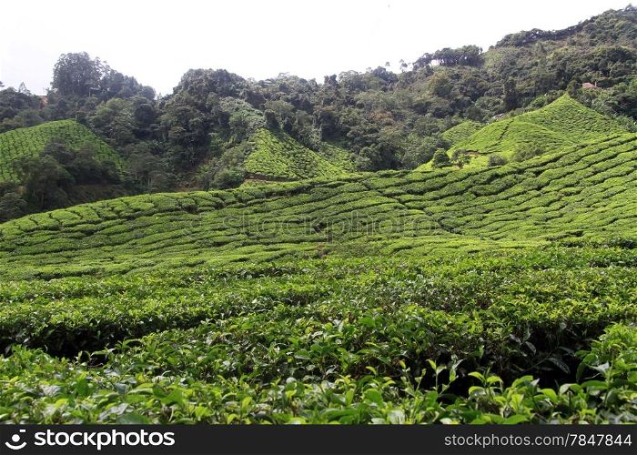 Tea plantation in Cameron Hioghlands, Malaysia