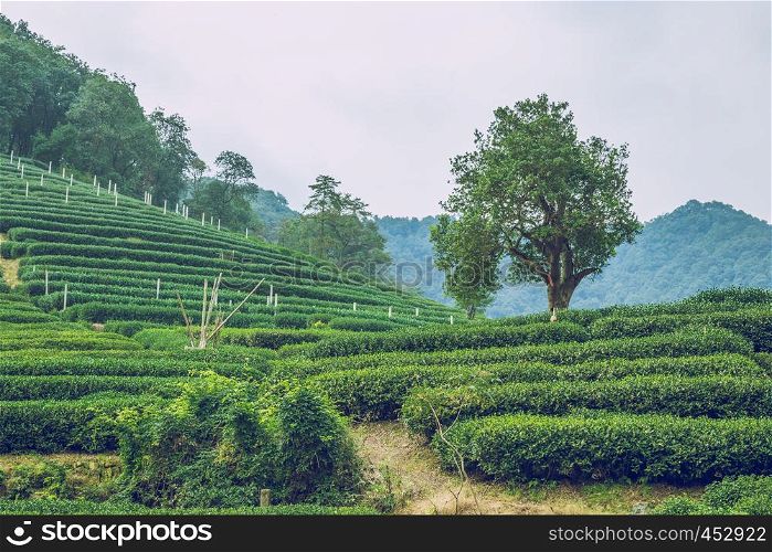 Tea plantation in China. 2016