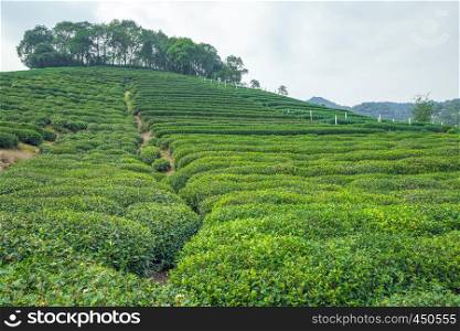Tea plantation in China, trees. 2016