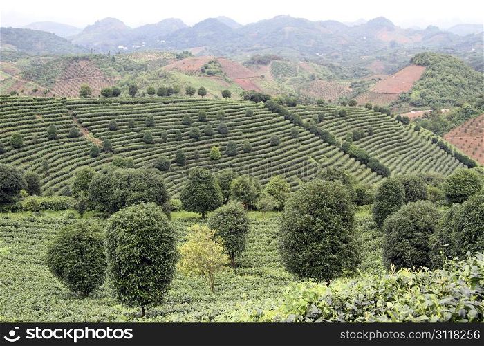 Tea plantation in mountain region near Yanshuo, China
