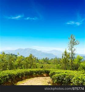 Tea plantation in mountains and blue sky. Copy space