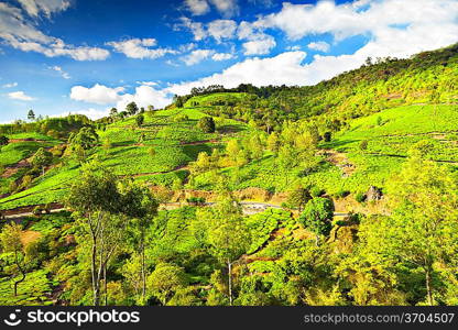 Tea plantation in Munnar, India