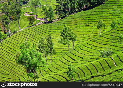 Tea plantation in Munnar, India